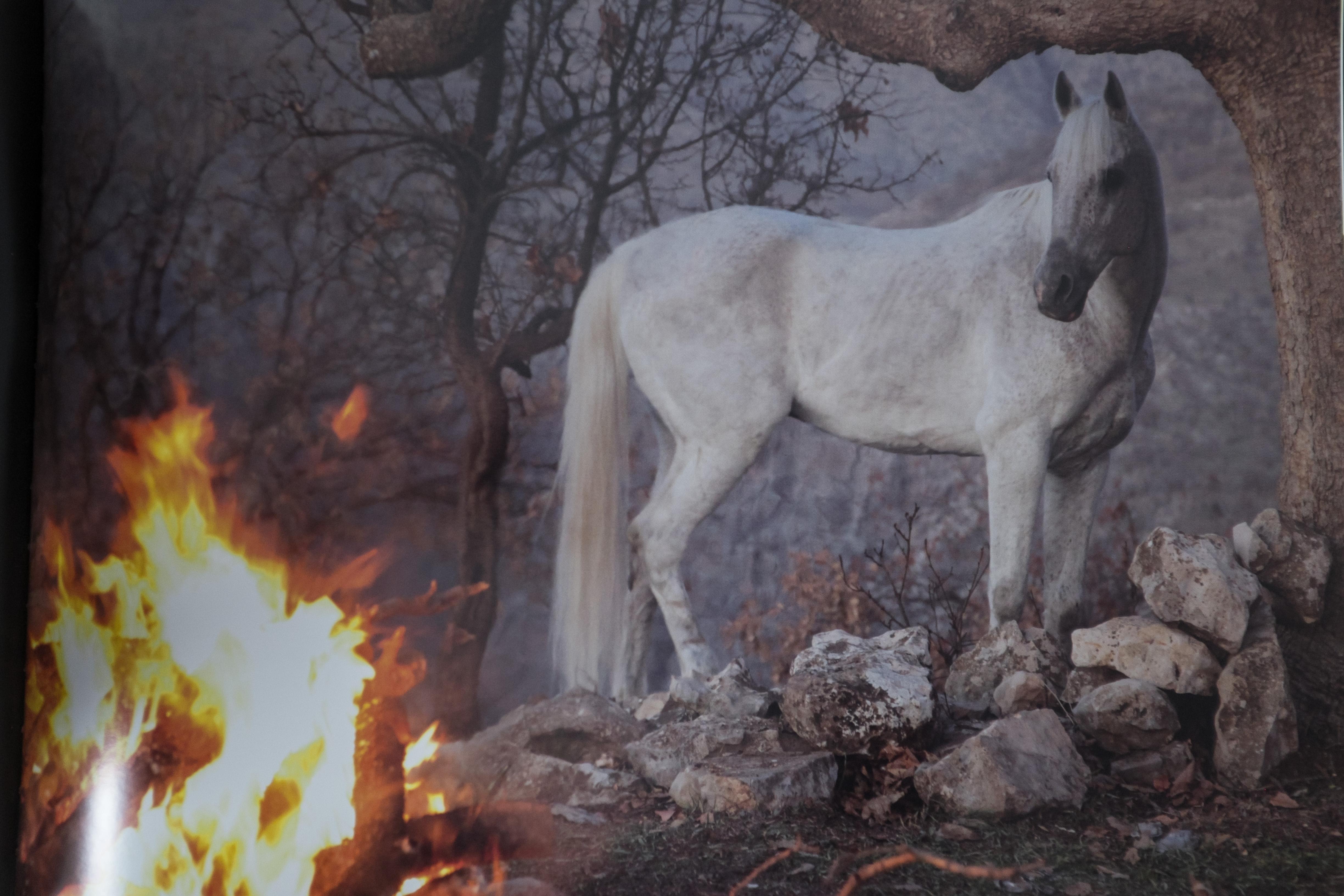 The Horses of Kurdistan recounts history through animals